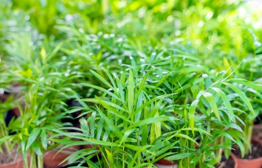 Taze yeşil yapraklı güzel çiçek arkaplanı.