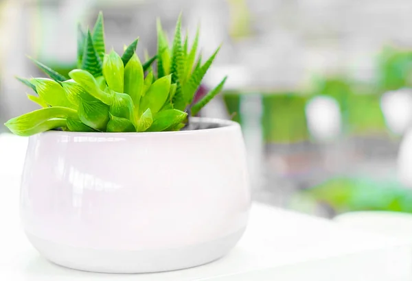 Aloe bulanık bir arka planı olan beyaz bir çömlekte sulu..