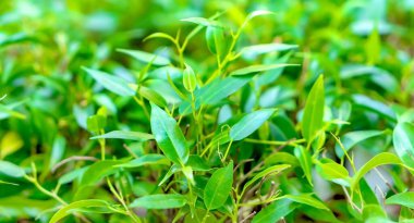 Taze yeşil yapraklı güzel çiçek arkaplanı.