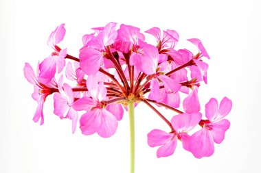 Beyaz arkaplanda pembe çiçekler, yakın plan ve yumuşak odak. 