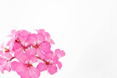 Beyaz arkaplanda pembe çiçekler, yakın plan ve yumuşak odak. 