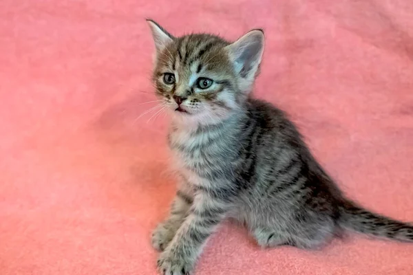 有条纹的，红色的，灰色的可爱的小猫 — 图库照片