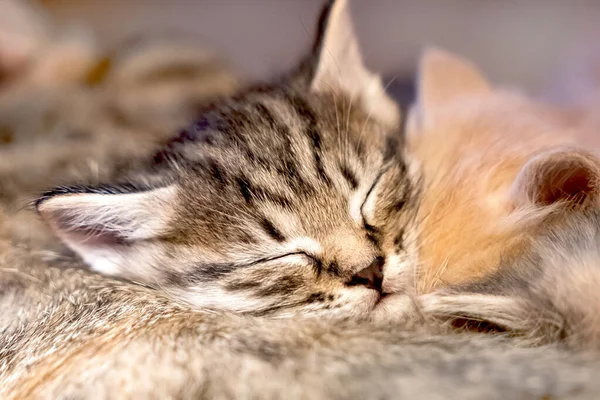 Tabby's kitten sleeping on mom's cat. — Stock Photo, Image