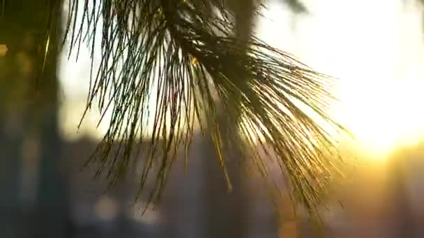 Ramas Pino Verde Luz Del Sol Con Tinte Naranja Cerca — Vídeo de stock