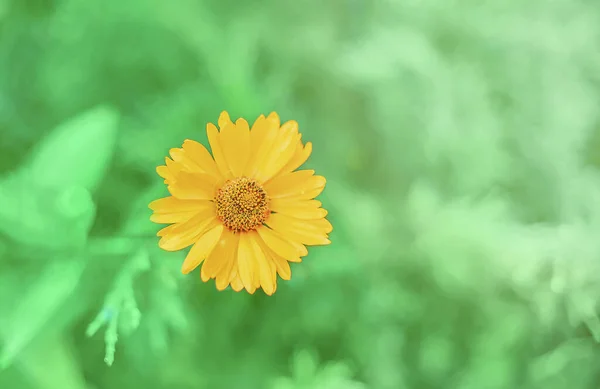 Calendula officinalis fleurit au soleil sur un fond vert en été. Gros plan d'une fleur de souci avec espace pour le texte . — Photo