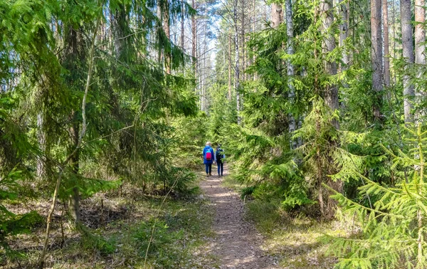 Duas silhuetas de um homem caminhando em uma floresta de coníferas verdes . — Fotografia de Stock