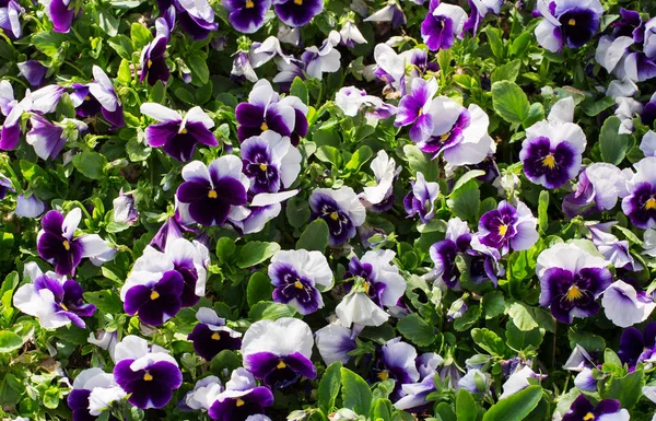 Közelkép a színes lila viola virág kert, napfény, tavasszal Olaszország, Európa — Stock Fotó