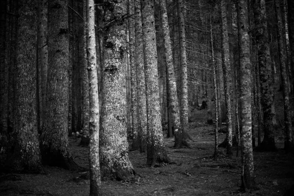 Geheimnisvoll düsteren dunklen Wald. Haloween-Hintergrund — Stockfoto