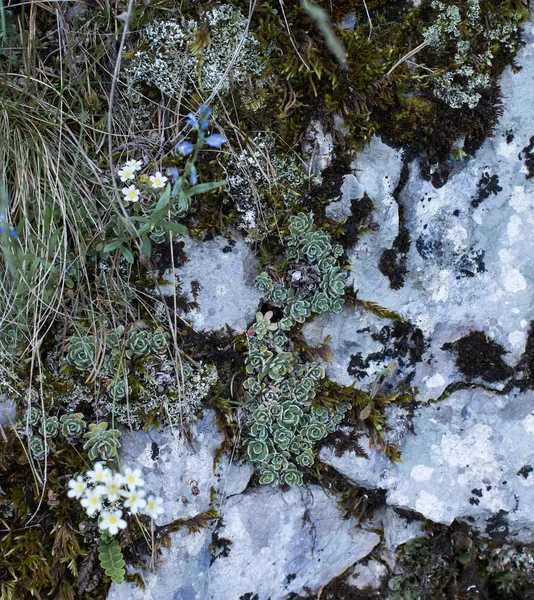 Камінь з квітами. Таємничий темний фон Хеллоуїна — стокове фото