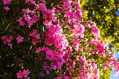 Bir ağaç üzerinde çiçek açan pembe bir oleander ve Nerium oleander Closeup - güzel çiçek arka plan, doku
