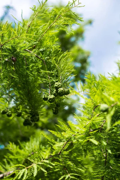 Close-up van kegels en Cypress verlaat Taxodium distichum op een blauwe achtergrond-natuurlijke achtergrond — Stockfoto