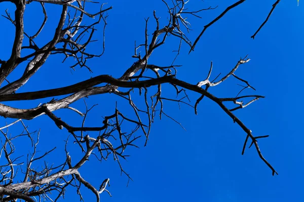 Abgestorbene Äste eines Baumes vor blauem Himmel — Stockfoto