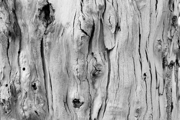 Bark of tree. Background. Wallpaper texture.Close up. — Stock Photo, Image