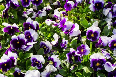 Mor Menekşe viola - çiçek bir arka plan bir halı Close-Up