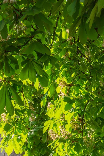 Bladeren en bloemen van kastanje Aesculus hippocastanum-natuurlijke achtergrond. — Stockfoto