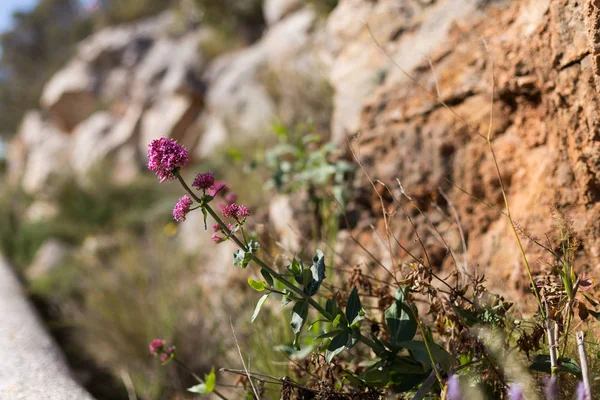自然花背景。在石头中生长的野生小花. — 图库照片