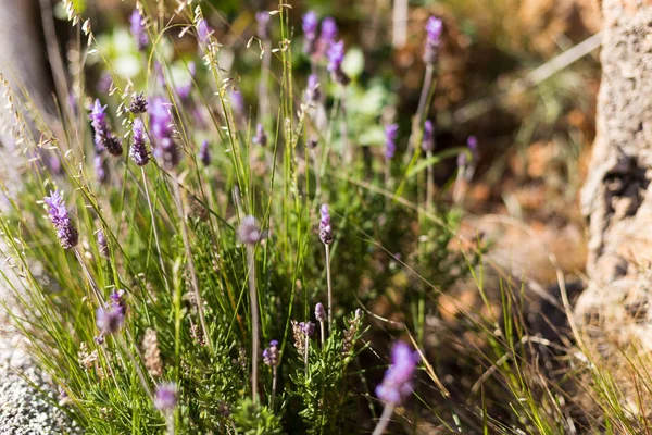 Φυσικό floral φόντο. Καταπληκτική θέα της φύσης των μοβ λουλούδια ανθίζουν στις άγρια περιοχές σε μια καλοκαιρινή μέρα. Επιλεκτική εστίαση — Φωτογραφία Αρχείου