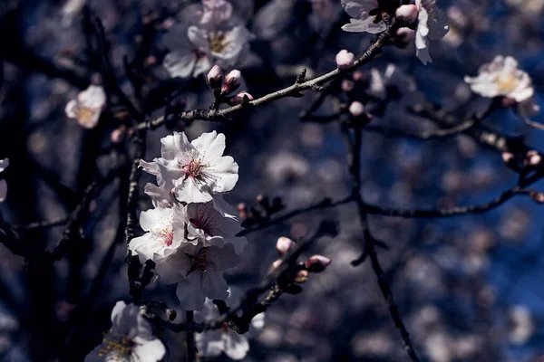 황혼에 있는 아몬드 나무의 하얀 꽃들. 추상적 인 어두운 배경. — 스톡 사진