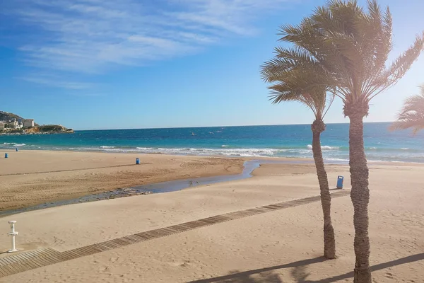 Pálmafák egy elhagyatott homokos tengerparton a tenger és a kék ég hátterében, gyönyörű felhőkkel a napon. Benidorm, Spanyolország — Stock Fotó