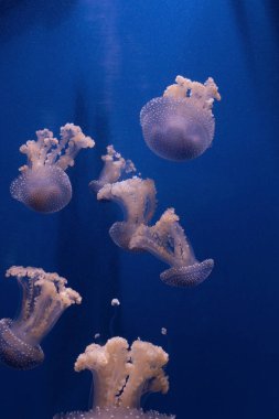 Mavi okyanus suyunda pembe turuncu denizanası