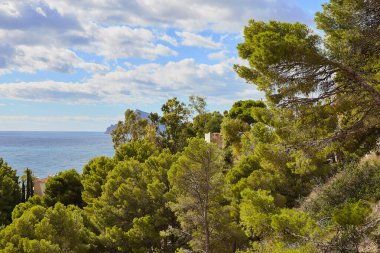 Akdeniz çam ağaçları, deniz ve gökyüzü doğal bir arka plan olarak güzel bulutlar. Altea, Costa Blanca, İspanya.