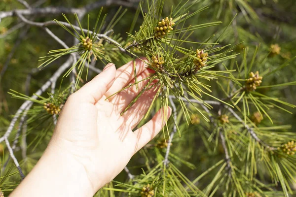 Female hand holds a young green sprig of pine with a new inflorescence. — Stock Photo, Image