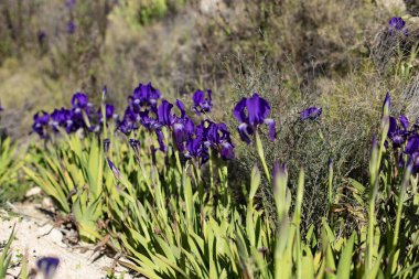 Güzel mor iris çiçekleri. Vahşi doğada çimlerin üzerinde Iris pumila..