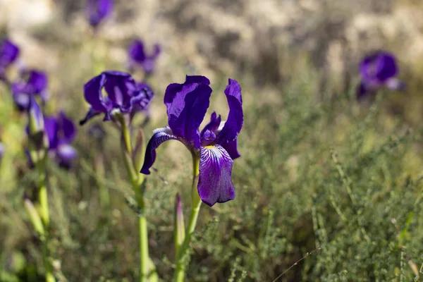 Belas Flores Íris Púrpura Iris Pumila Grama Natureza Selvagem — Fotografia de Stock