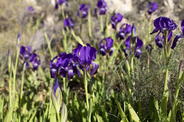 Όμορφα Μοβ Λουλούδια Ίριδας Iris Pumila Στο Γρασίδι Στην Άγρια — Φωτογραφία Αρχείου