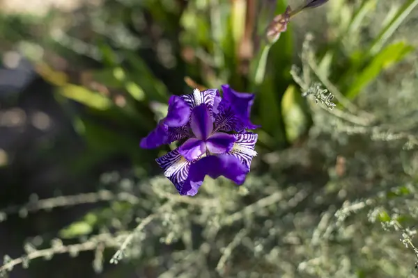 Bela Flor Íris Roxa Iris Pumila Grama Natureza Selvagem — Fotografia de Stock