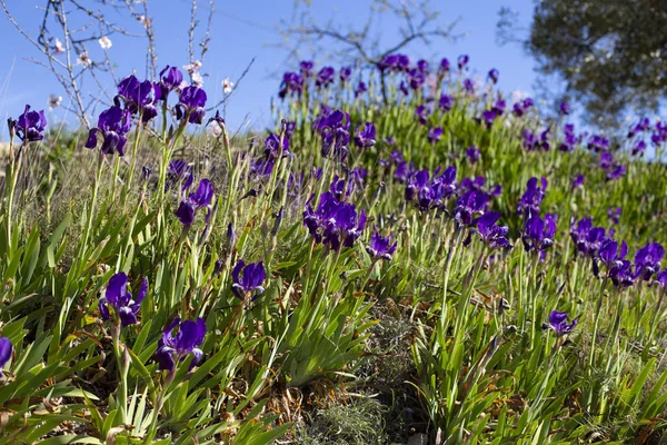 Carpet from beautiful purple iris flowers Iris pumila in the grass in wild nature.