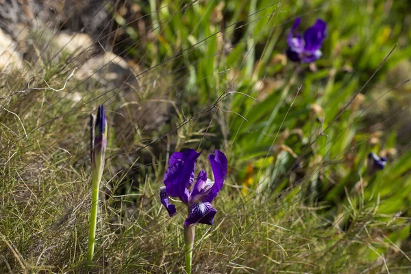 美丽的紫色虹膜花 野草丛中的虹膜 — 图库照片