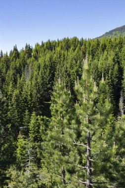 Karadağ 'ın Durmitor ulusal parkındaki vahşi yüksek dağlar ladin ormanına dönüştü