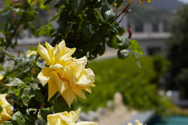 Bush Yellow Roses Park Stock Photo