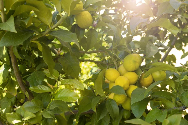 Ett gäng färska mogna citroner på en citronträdgren i solig trädgård. — Stockfoto