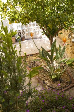 Limon ağacı ve egzotik çiçeklerle peyzaj. Rahat, modern bahçe terası tasarımı manzarası