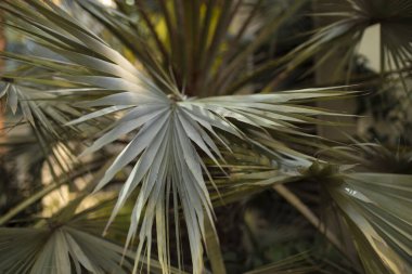 Yakın çekim tropik palmiye dalları Botanik, doğal arkaplan.