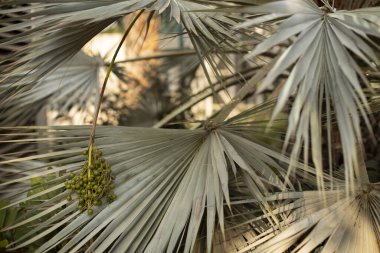 Yakın çekim tropik palmiye dalları Botanik, doğal arkaplan.