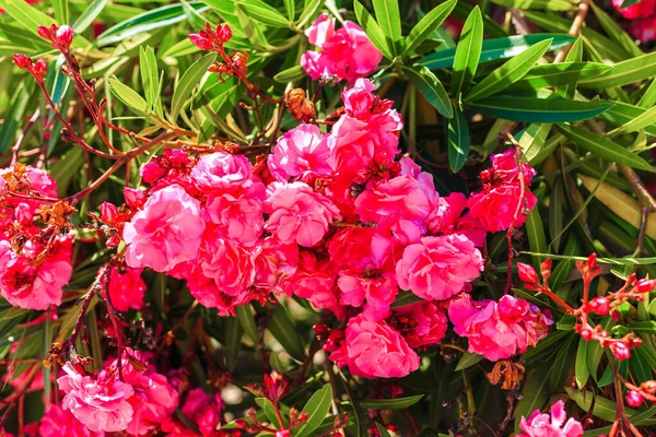 Bougainvillea florescente. Magenta bougainvillea flores. Bougainvillea flores como fundo. — Fotografia de Stock