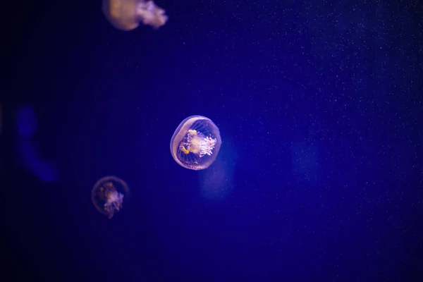 Rózsaszín-narancs medúza a kék óceán vizében, elvont háttér — Stock Fotó