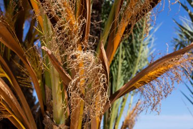Mavi gökyüzü arka planında tropikal palmiye dallarının yakın kısmı, metin için yer alan yaz arkaplanı.