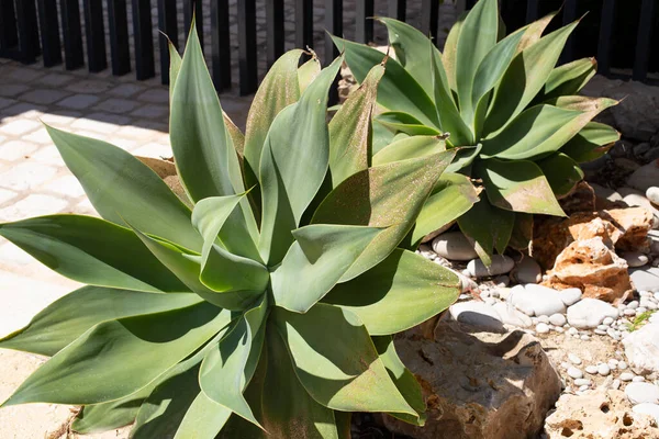 Aloe kaktuszok közelsége tájtervezésben, kertészkedésben — Stock Fotó