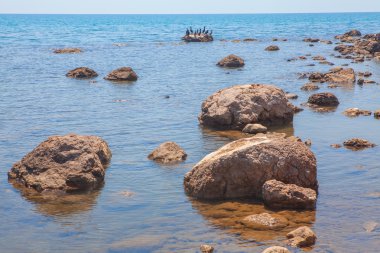 kuşlar buzlu ile yaban hayatı sahne