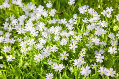 beyaz kır çiçekleri