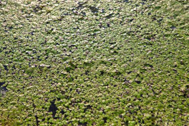 bitkiler bataklık yüzeyi