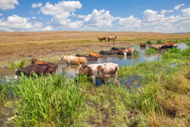 sığır suda ayakta
