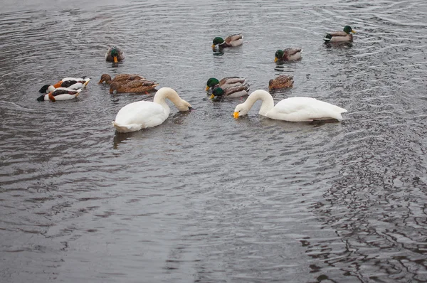 Cisnes y patos en el estanque — Foto de Stock