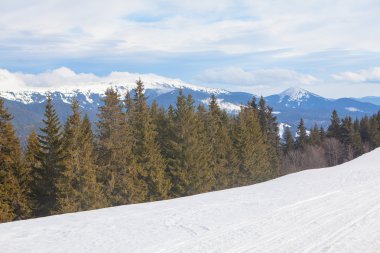 dağlar ve köknar ağaçları