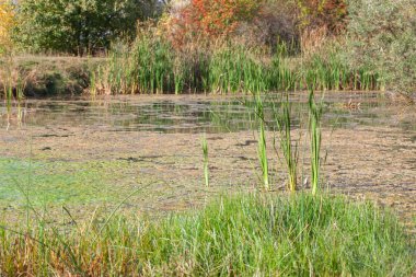 Reed ile çıkmaza sokmak