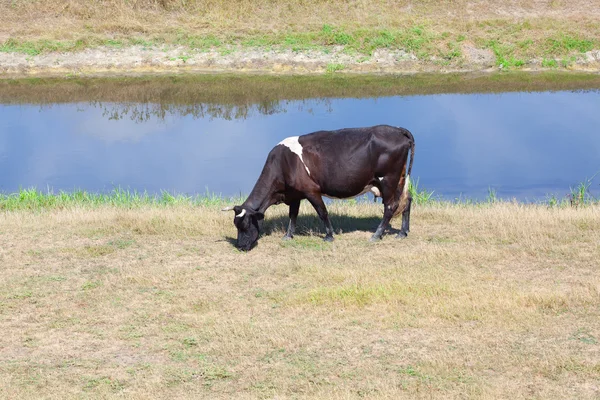 Fekete tehén legelő — Stock Fotó